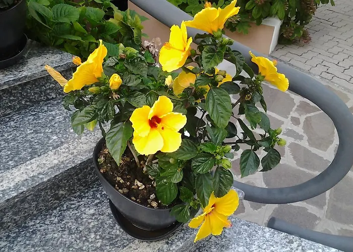 Escorial فندق 3*